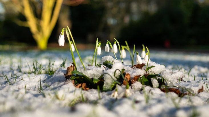 A close-up photo of snowdrops poking through snowy ground on a crisp, bright sunny winter day
